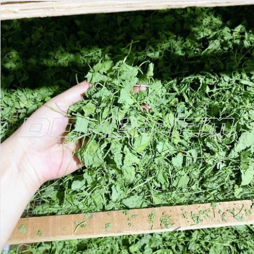 bột rau má sấy lạnh