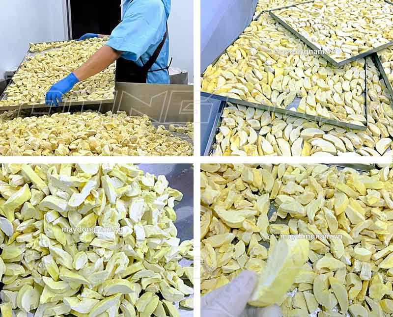 Sầu riêng sấy thăng hoa xong giữ nguyên hình dạng, miếng giòn ngon