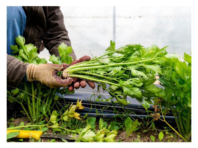 Cách làm bột cần tây sấy thăng hoa