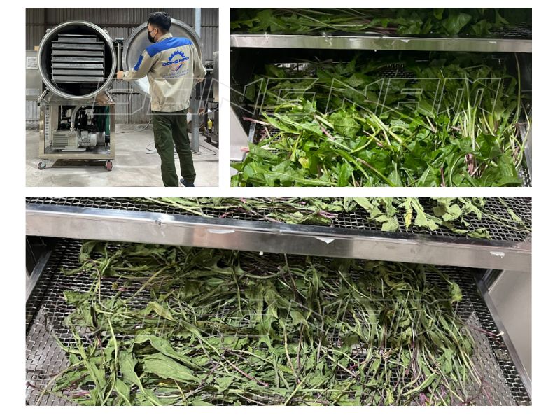 Cách làm bột cần tây sấy thăng hoa