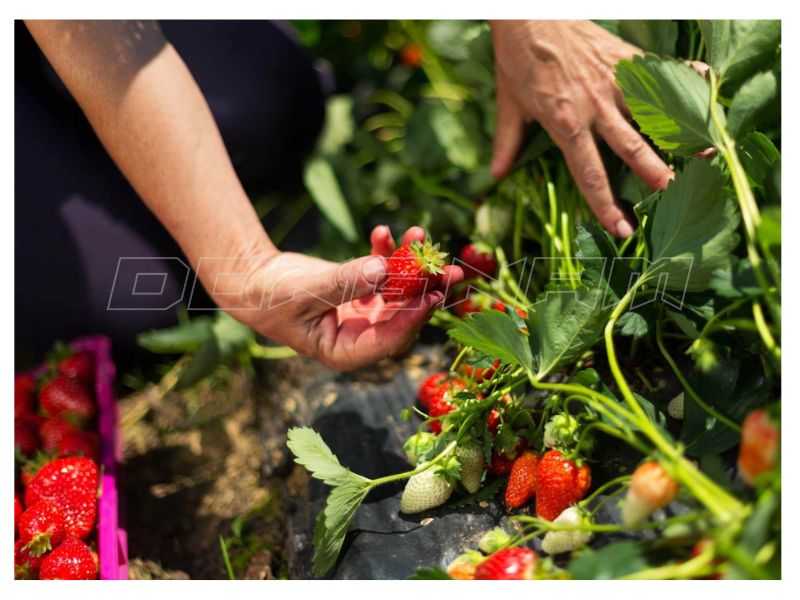 Cách làm dâu tây sấy giòn