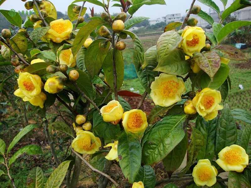 Hái hoa cẩn thận vào sáng sớm