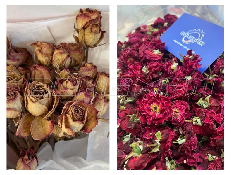 công nghệ sấy lạnh