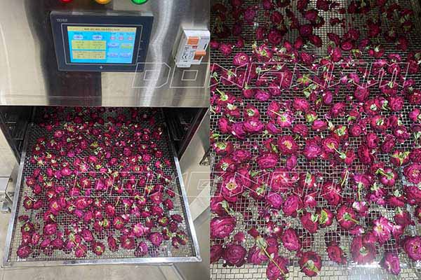 Hoa hồng sấy lạnh