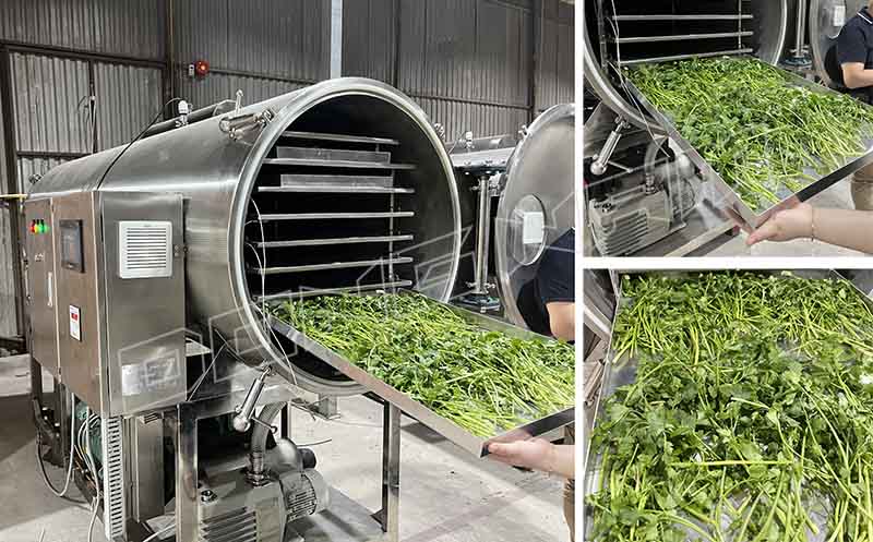 Sấy thăng hoa rau cần tây