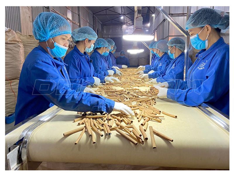 Cần sơ chế kỹ dược liệu trước khi sấy