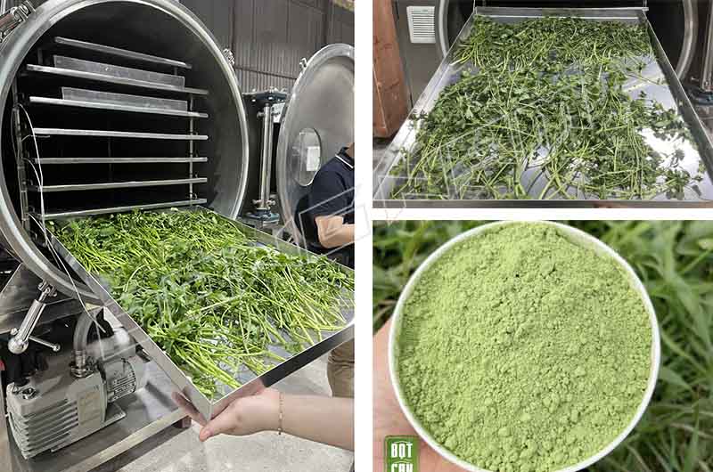 Quy trình sản xuất bột cần tây sấy thăng hoa