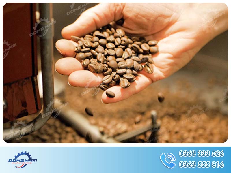 Rang hạt cà phê