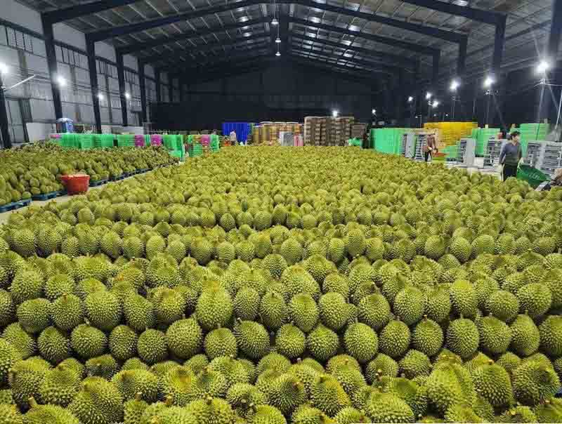 Lựa chọn sầu riêng