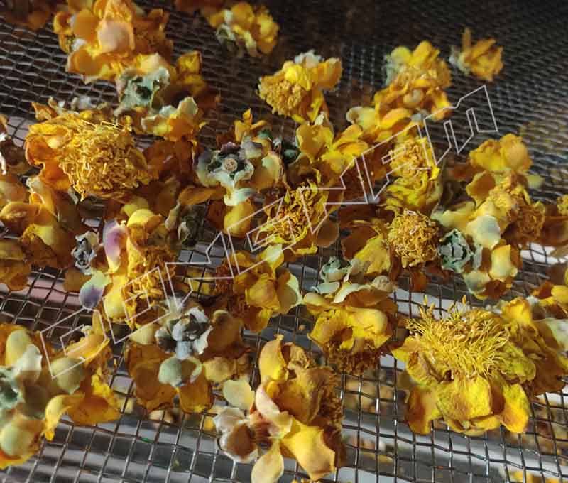 Trà hoa vàng sấy lạnh giữ được màu sắc, hình dạng đẹp 60%