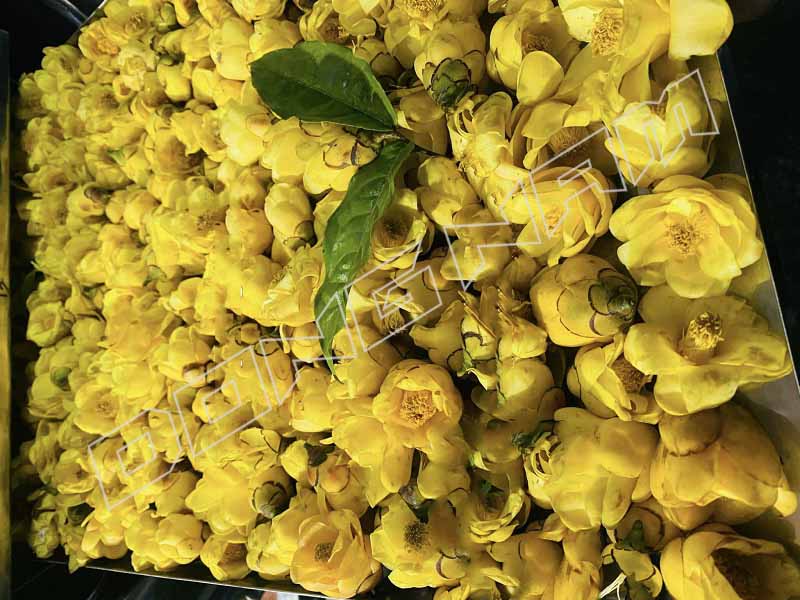 Xếp hoa vào khay sấy