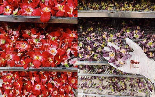 Hoa sâm bố chính sấy lạnh