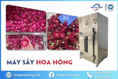 Máy sấy hoa hồng - Giải pháp hiệu quả cho quá trình chăm sóc bảo quản hoa hồng Máy sấy hoa hồng - Giải pháp hiệu quả cho quá trình chăm sóc bảo quản hoa hồng