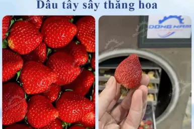 Cách làm dâu tây sấy thăng hoa giòn tan, màu đẹp, căng mọng Cách làm dâu tây sấy thăng hoa giòn tan, màu đẹp, căng mọng