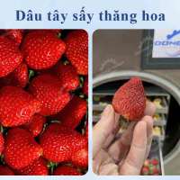 Cách làm dâu tây sấy thăng hoa giòn tan, màu đẹp, căng mọng Cách làm dâu tây sấy thăng hoa giòn tan, màu đẹp, căng mọng